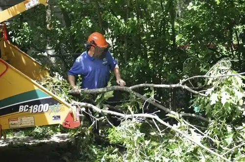 tree services Cloquet